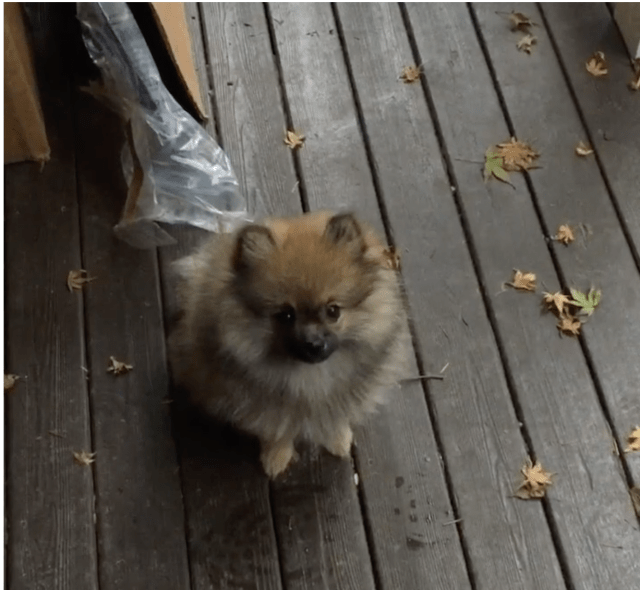 screen-shot-2016-11-07-at-9-43-31-am